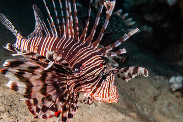Close up of Lionfish in coral reef of Red Sea / Egypt