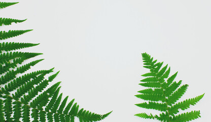 ..Green fern on a white background. Patern. Background for design. Copy space.