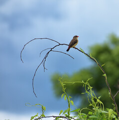 Red Avadavat (Amandava amandava), Red Munia or strawberry finch sitting on the branch.