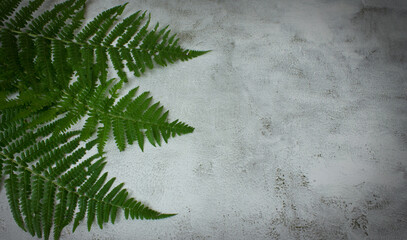 Green fern on a gray background. Patern. Background for design. Copy space.