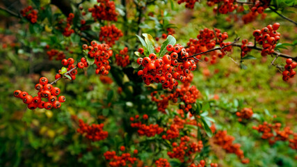 Autumn leaves and red berries 
