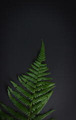 Green fern on a black background. Patern. Background for design. Copy space.