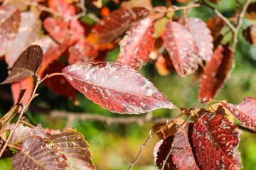 紅葉 秋 枯れ葉 赤い