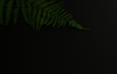 Green fern on a black background. Patern. Background for design. Copy space.