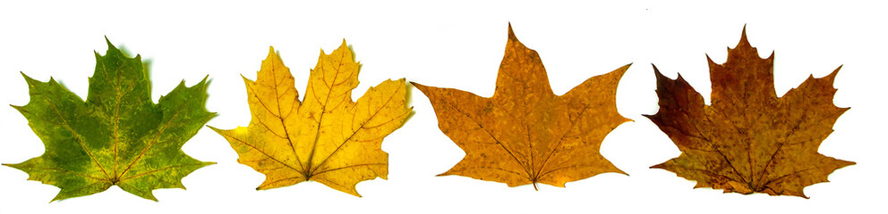 Four Multicolored maple leaves in a row isolated on white background. Autumn leaves banner isolated on white.