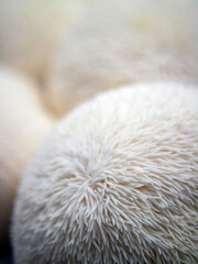 Korean deer rump mushrooms(Hericium erinaceum)