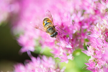 bee pollinating plant with red flowers growing in garden at sunny day, close view