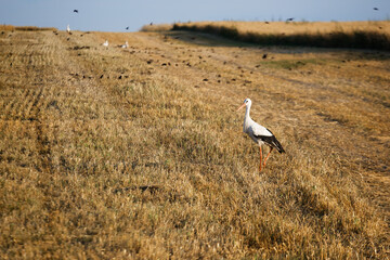 white stork hunting in a large field