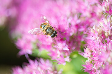bee pollinating plant with pink flowers growing in garden at sunny day, close view