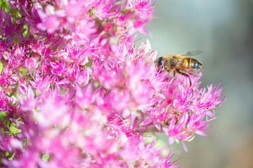 bee pollinating plant with pink flowers growing in garden at sunny day, close view