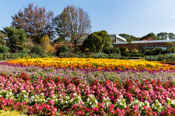 福岡市植物園の花壇と温室のある風景