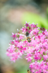 bee pollinating plant with red flowers growing in garden at sunny day, close view