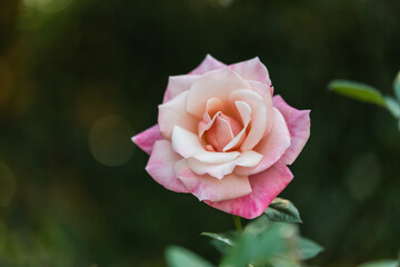 一輪のピンクのばら