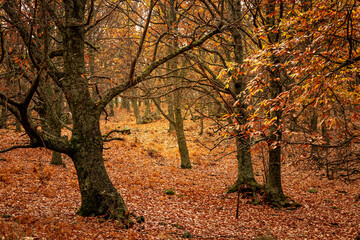 autumn landscape. trees with some leaves on the branches and many red leaves on the ground