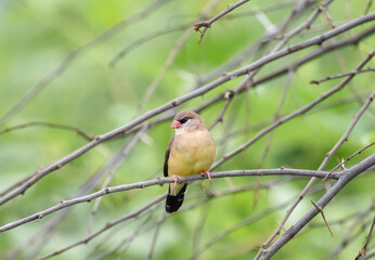 Red Avadavat (Amandava amandava), Red Munia or strawberry finch sitting on the branch.
