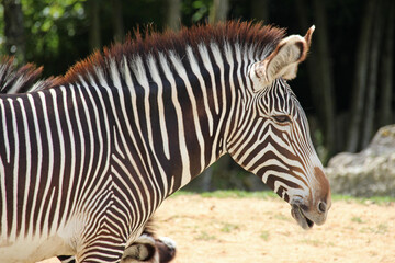 Fototapeta na wymiar zebra in a zoo in france