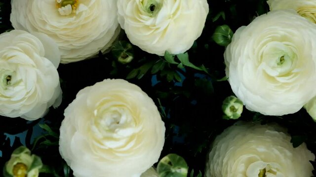 White ranunculus flowers background. Spring flowers. Wedding bouquet. Top view