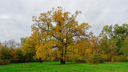 Bois de Vincennes during fall season