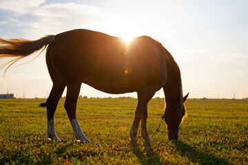 bay horse grazes on a green field at dawn