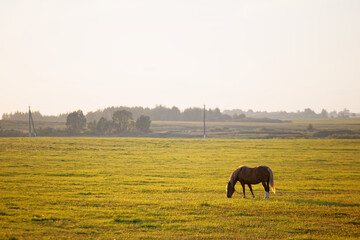 Fototapeta na wymiar bay horse grazes on a green field at dawn