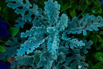 green plant growing in garden, close view 