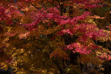 紅葉の風景