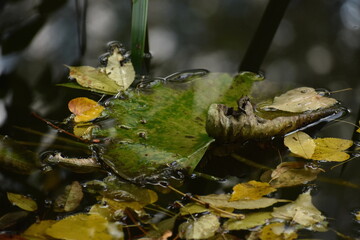 The colorful falling leaves on the water surface in Sapporo Japan