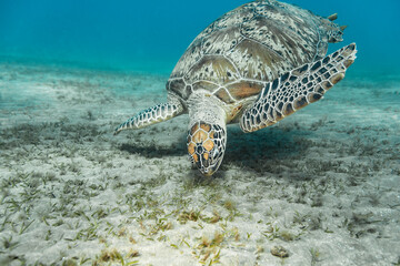 Green Sea Turtle in coral reef of Red Sea / Egypt