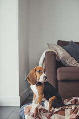 Beagle puppy at home. Purebred dog window in a country house looks out anticipation of a walk.