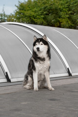 A portrait of very old Siberian Husky male dog. The dog is sitting on grey lines, a grey pool pavilion, and green trees are behind him. He is very attentive; his eyes are brown; fur is black and white