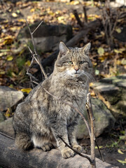European wild cat, Felis s. Silvestris, sitting on a trunk and watching the surroundings