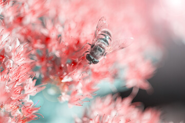 bees pollinating plant with red flowers growing in garden at sunny day, close view