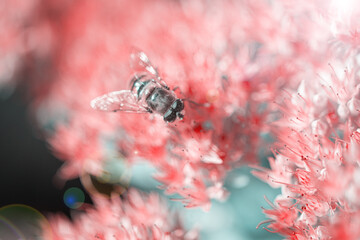 bee pollinating plant with red flowers growing in garden at sunny day, close view