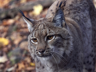 Obraz premium Portrait of a Scandinavian lynx, Lynx lynx lynx, looking away from the lens