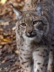 Portrait of a Scandinavian lynx, Lynx lynx lynx, looking away from the lens