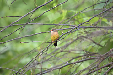 Red Avadavat (Amandava amandava), Red Munia or strawberry finch sitting on the branch.