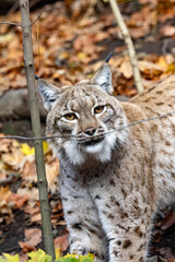 Scandinavian lynx, Lynx lynx lynx, wipes and a twig marks the territory