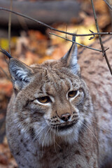Portrait of a male Scandinavian lynx, Lynx lynx lynx, in a European forest