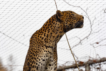 The Sri Lanka Leopard, Panthera pardus kotiya, stands high on a branch and observes the surroundings