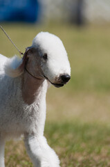 Bedlington Terrier at show