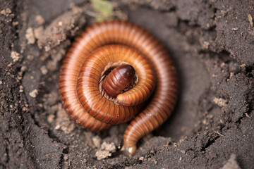 macro photography: closeup of a yellow and brown centipede, rolled, laying on a sandy ground, outdoors on a sunny day in the Gambia, Africa