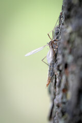 A Crane Fly, Or Daddy Long Legs On The Bark Of A Tree, Close Up