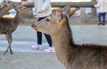A lonely-looking deer in Nara Park.