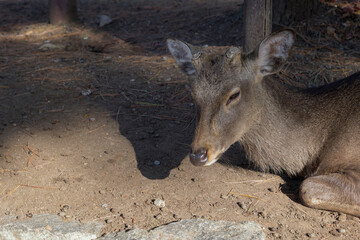 Deer relaxing in the shade of a tree in Nara Park
