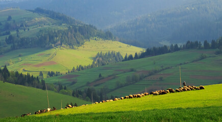 Obraz premium A herd of sheep in the early morning on the colored diagonal Carpathian Mountains.
