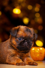 image of dog new year toy