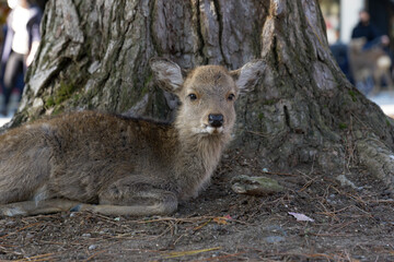 Deer relaxing in the shade of a tree in Nara Park
