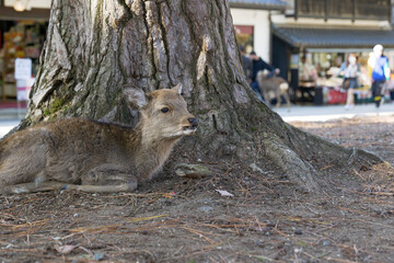 Deer relaxing in the shade of a tree in Nara Park