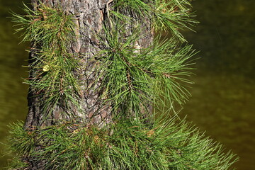 The pine leaves reflected on the soft sunlight in Sapporo Japan