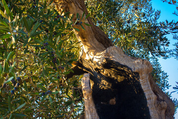 An olive tree struck by lightning but still kicking! Southern Italy
